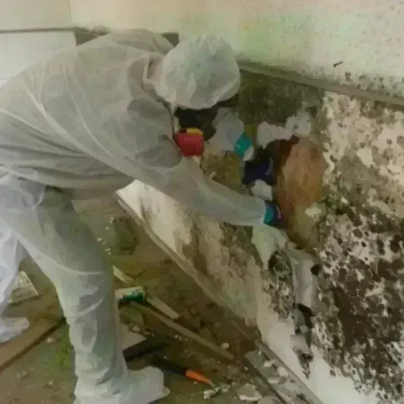 Mold Remediation and Removal in Amherst, MA